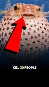 Top 5 Most Dangerous Tiny Animals 😱🦟