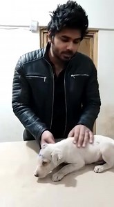 7K views · 193 reactions | ANOTHER HAPPY UPDATE of puppy who had open head wound due to a dog bite, he is under treatment and mashallah recovering well. We treat animals like this for free and give them the best care, please support ARTS | Animal Rescue & Transportation Service Karachi | Facebook