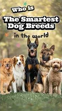 Amazing Intelligent Dogs – Meet the Smartest Breeds! #abc #smartdogs #intelligentdogs #dogfacts
