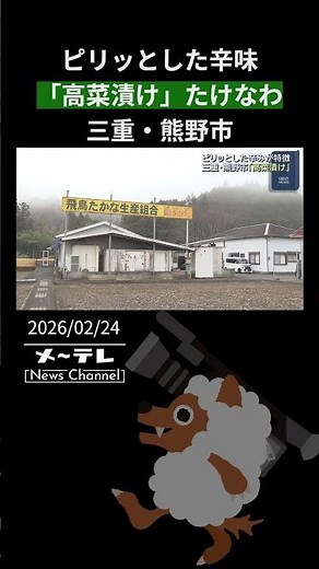 ピリッとした辛味が特徴「高菜漬け」作りたけなわ 郷土料理「めはりずし」にも 三重・熊野市