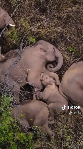 Experience life's extraordinary journeys. Narrated by Sir David Attenborough, #OurPlanet II returns 14 June, only on #Netflix.