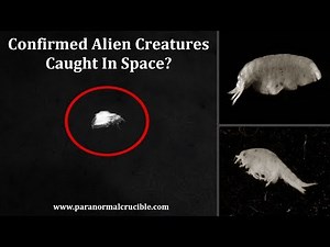 Confirmed Alien Creatures Caught In Space?