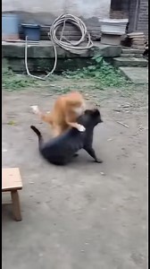 1.3M views · 14K reactions | Genius cat playing Dama. | Irving Suaybaguio | Facebook