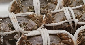 Fresh shanghai hairy crabs, chinese cuisine, autumn winter delicacy