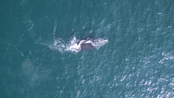 New docuseries episode assisted by N.B. right whale researchers