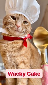 ‘Scrumptious’ Chocolate “Wacky” cake inspired by the movie Matilda! 📚 Have you heard of wacky cake before? It was invented during the Depression era when fresh ingredients were hard to come by, and is actually vegan since there are no dairy or eggs in the recipe! It’s a very easy cake to make and you most likely already have the ingredients! Just double the recipe & use 2 pans if you want to make a 2 layer cake like we did! Also, was anyone else a huge Matilda fan growing up? This one is for yo