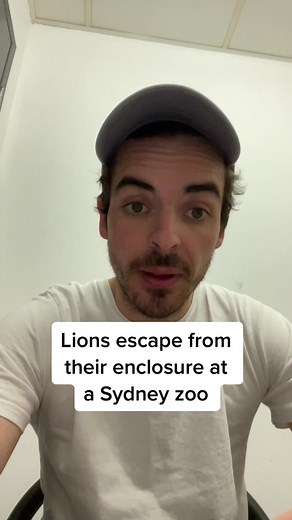 Lions Escaping from Sydney Zoo: Chaos Ensues