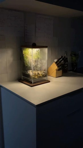 I put a tree frog terrarium in our kitchen and my partner approves.
