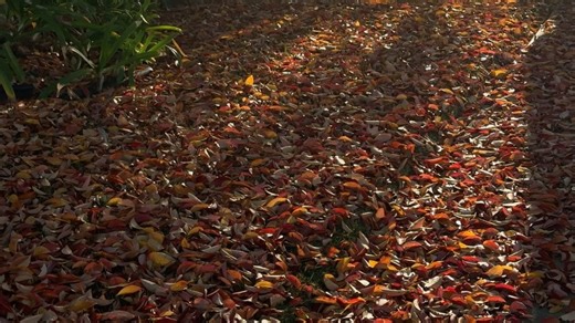 melissa robles on Instagram: "los últimos días de otoño y el ritmo exacto 🐌"