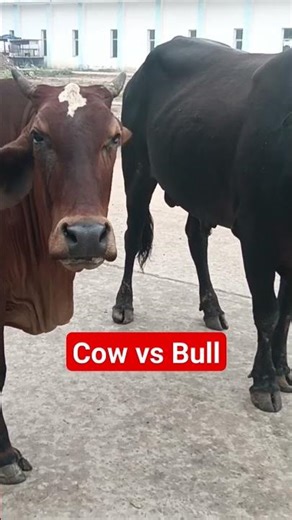 Bull vs Cow