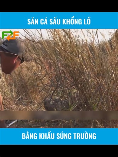 SĂN CÁ SẤU KHỔNG LỒ BẰNG SÚNG TRƯỜNG | CÚ THÔNG THÁI