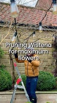 Prune Your Wisteria NOW!