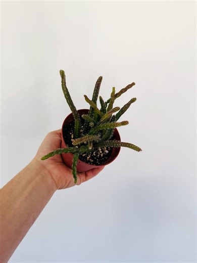 Mouse Tail Cactus - Tropical Cactus - Rhipsalis Horrida - Live Plant in 4” Pot - Etsy