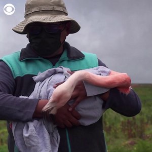 FLAMINGO RELEASE: Coro Coro the flamingo returned to the wild this weekend in Bolivia after undergoing surgery for a dislocated leg. | CBS News
