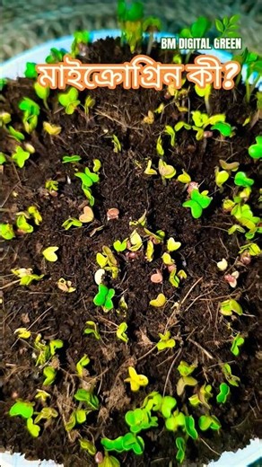 মাইক্রোগ্রিন কী? 🌱 | Microgreens Magic🪄| Winter Gardening #microgreens #microgreenmagic #shortsfeed