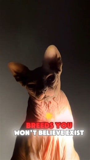 Scariest Cat Breeds You Never Knew Existed 😱