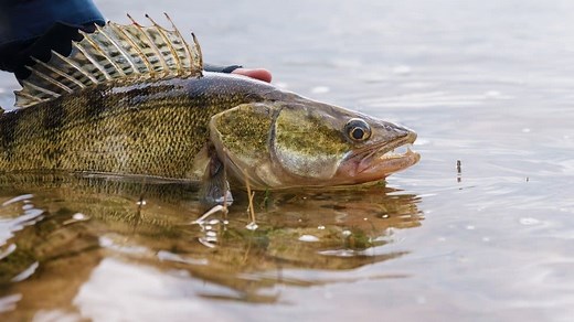 Walleye Fish