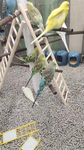 Enjoying Parakeets: Drama and Delight in Bird Care