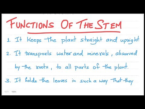 Functions of Stem | Stem Function