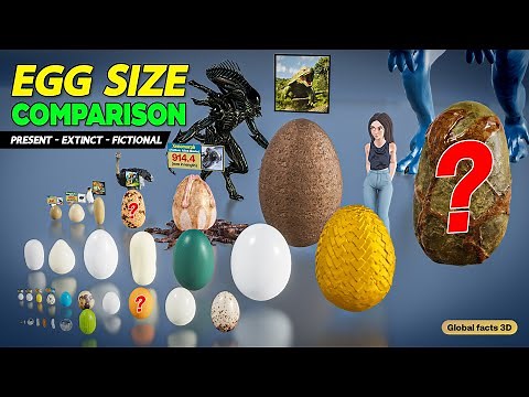 Eggs Size 3D Animated Comparison | Present - Past - Fictional Eggs sizes