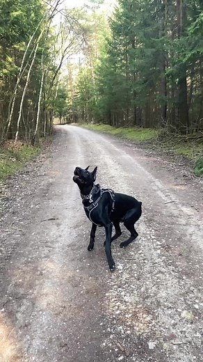Melanistic Fawn Doberman: Black Dogs in Action