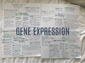 A Level Biology Gene Expression Revision (AQA) - Etsy UK