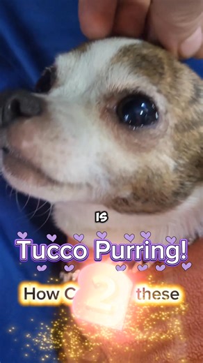 He's not Growling he's purring cute puppy #cutepuppy #purring | Philip Chihuahua