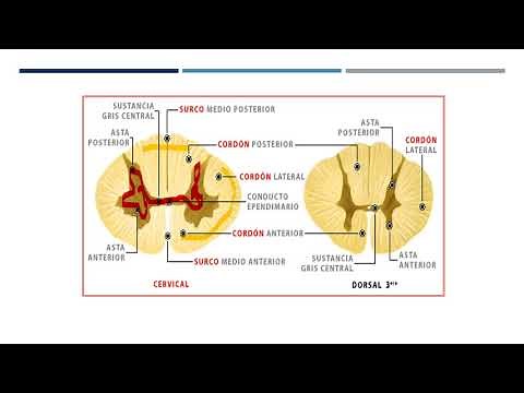 Spinal cord and spinal nerves