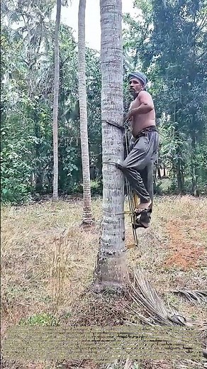 Scaling Palm Trunks: How a Handmade Climbing Rig Makes Tall Tree Harvests Safe and Steady