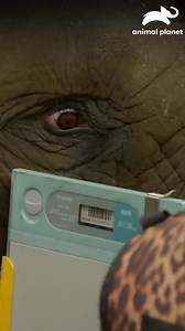 2M views · 74K reactions | En Australia, la doctora Sam y Terri Irwin realizan la radiografía a una valiente elefanta. 殮漣 #LosIrwin Disfruta el contenido de Discovery en #HBOMax Suscríbete ahora: https://bit.ly/MAX-AnimalPlanetLa | Animal Planet Latinoamérica | Facebook