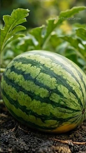 How Watermelons Actually Grow 🍉