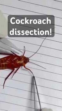 #shorts Anatomy of Cockroach 🪳