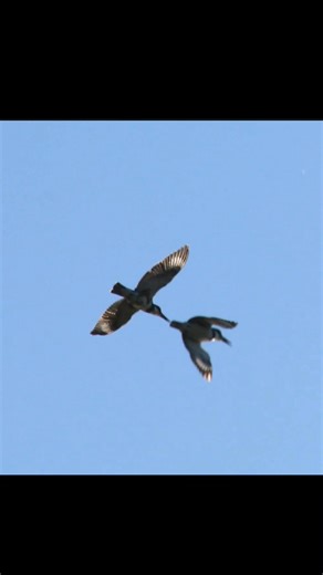 Discover the territorial behavior of kingfishers—how they fiercely defend their fishing spots, nesting areas, and feeding grounds. Watch the full video now on my YouTube channel! #KingfisherBehavior #TerritorialBirds #BackyardBirds #BirdWatchingTips #BackyardBirdCenter #MarksBackyardBirds | Backyard Bird Center | Facebook