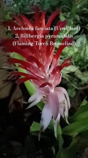 How to Identify & Grow Flaming Torch & Urn Plant | Bromeliad Family Guide 🌿