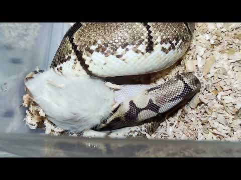 Feeding my spider ball python 🐍