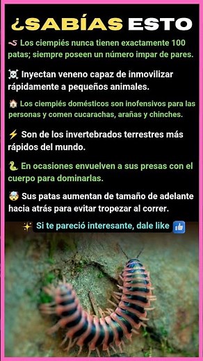 SECRETOS DE LOS CIEMPIÉS QUE NADIE TE CUENTA 🪱😱 ¿SABÍAS ESTO?