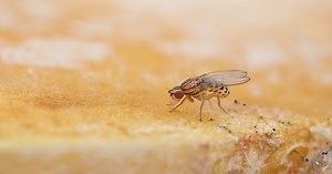 Így űzd ki a muslicákat a konyhából: 10 trükk, amivel elüldözheted őket
