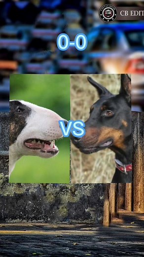Doberman vs Bull Terrier: Dog Fight Battle Comparison