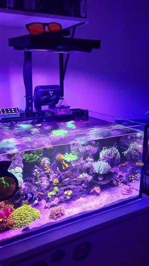 Best Frag Tank Lagoon System 30g | X4 LED Aquarium