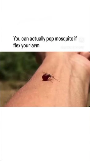 You Can Literally Pop a Mosquito by Flexing Your Arm 😳🦟