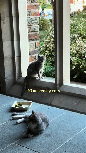 Duke University: Is It a T10 University? | Blue Devils College