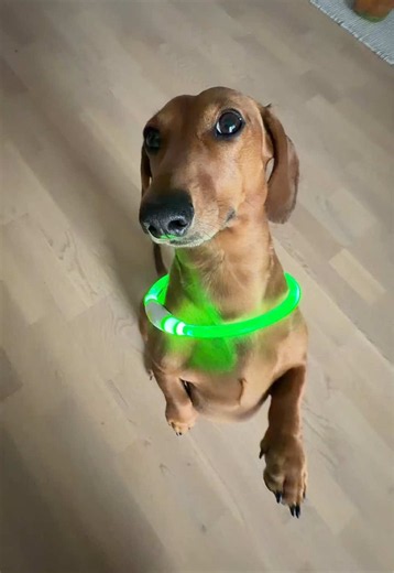 Dance dance 🤪 #fyp #dachshund #dog #pet #viral | dog dancing