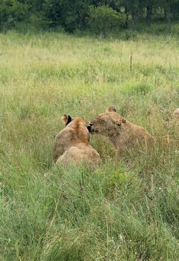 day 4 on safari!!! got some of my favorite images this day 🥹 genuinely my dream is to get to photograph resorts and experiences like these for work more often 🤍 absolutely love the ability to showcase the moments at a property that make it so special #safarivlog #wildlifephotographer #safari
