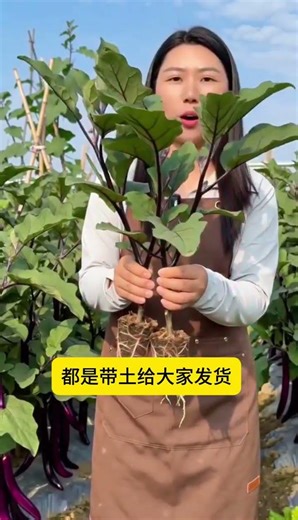 Master Eggplant Farming: Grow Your Own Seedlings