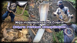 109K views · 2.3K reactions | Tropang tuklaw most viewed Compilation #2 #tropangtuklaw #ahas #snake #cobra #rescue | Tropang Tuklaw | Facebook