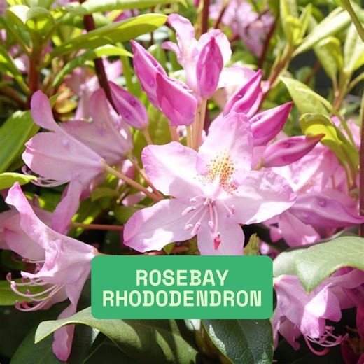 Rosebay Rhododendron, Rhododendron Maximum, Shrub Seeds Showy, Evergreen, Low Maintenance - Etsy