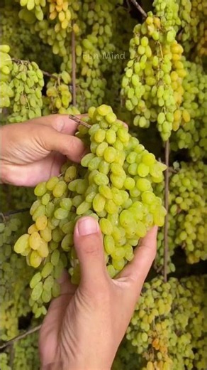 How Raisins Are Made | From Fresh Grapes to Sweet Dried Raisins