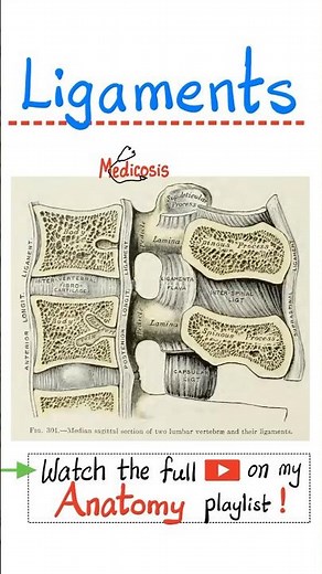 Ligaments of the vertebral column - Anatomy of the spine (back) #doctor #nurse #anatomy #physiology