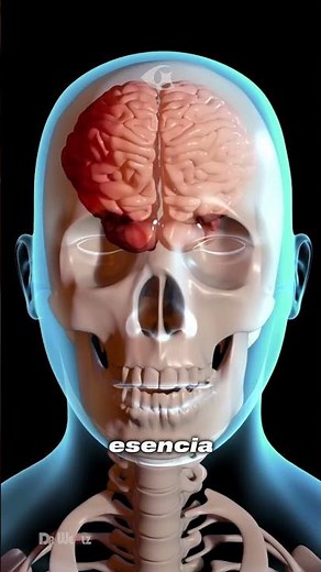 How is the human skull structured from the inside?