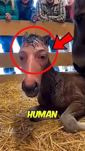 Top 3 Animals ALMOST Human Like Us